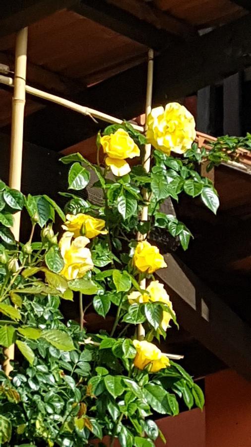 B&B La Cascina Di Monia E Mario Borgo Ticino Екстериор снимка